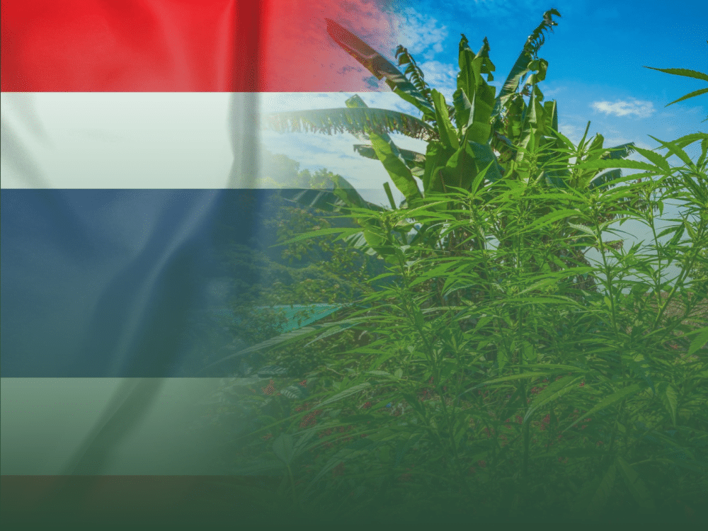 The vibrant Thai flag overlaying a lush cannabis farm, symbolizing the new era of cannabis licensing in Thailand.